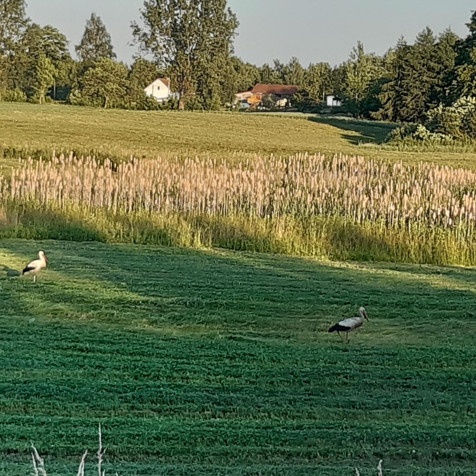 Domek W Kwiatach Zyndaki エクステリア 写真